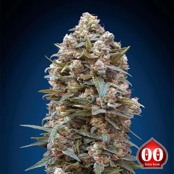 00 Kush