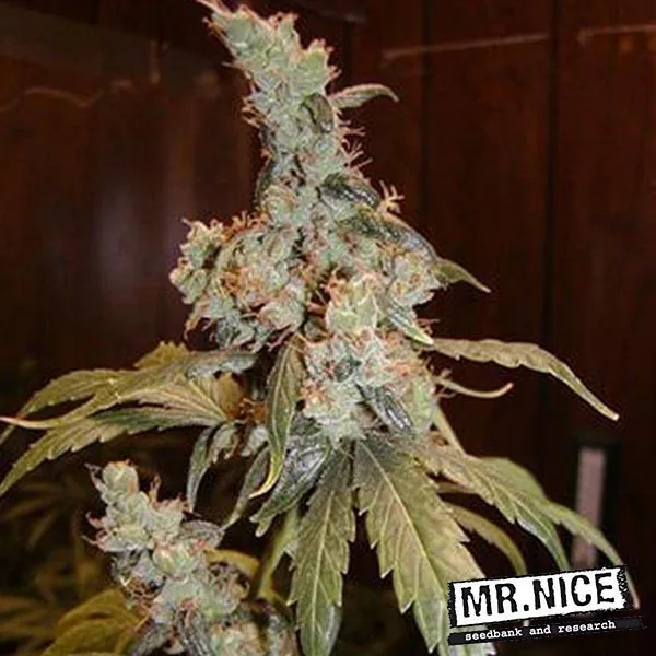 Afghan Haze regular