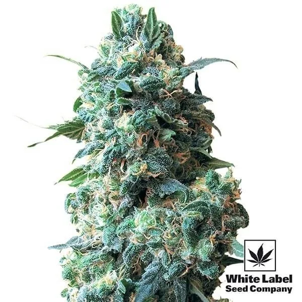 Afghan Kush regular