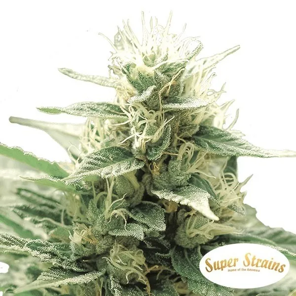 Agartha CBD