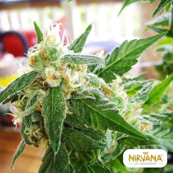 Ak 48 Autofloreciente
