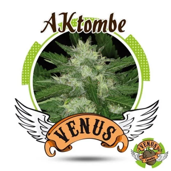AKtombe Auto
