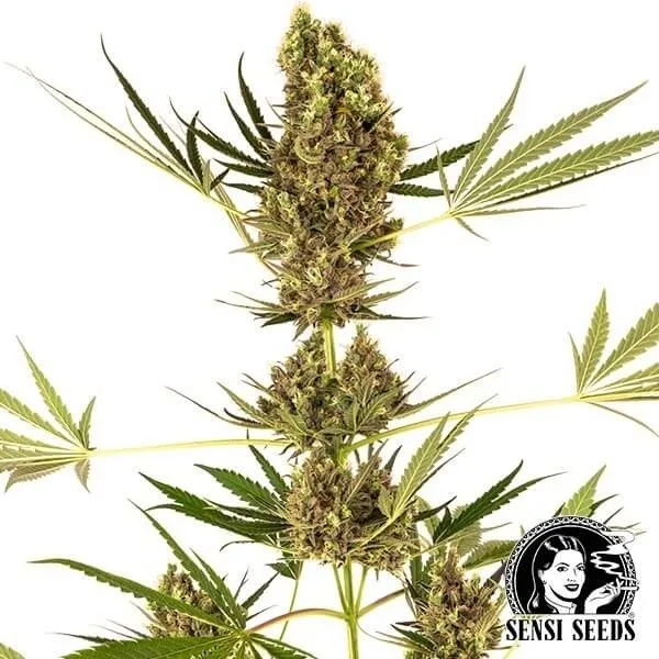 Alpine Delight CBD Auto