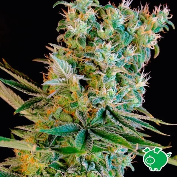 Amnesia Bilbo