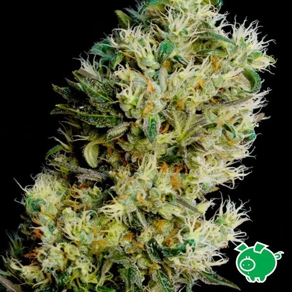 Amnesia Bilbo Auto