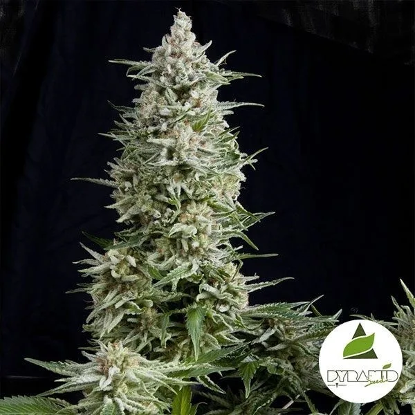 Amnesia Gold
