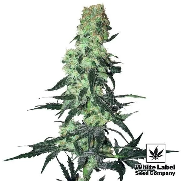 Amnesia White regular