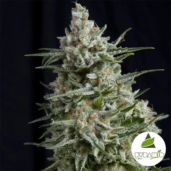 Anesthesia CBD