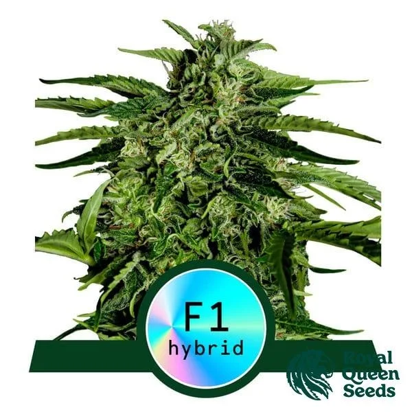 Apollo F1 Auto