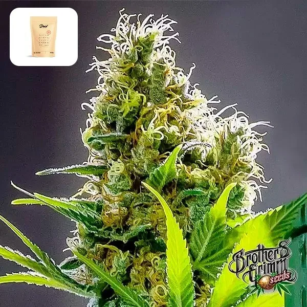 Apollo Haze Regular