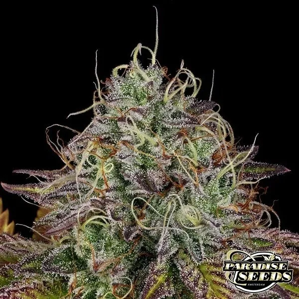 Apricot Candy