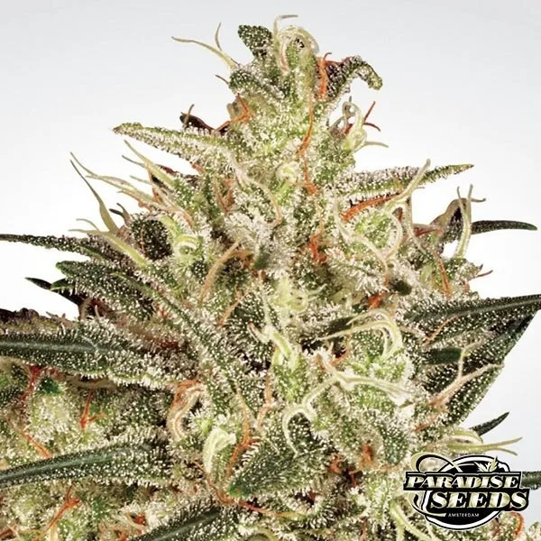 Atomical Haze