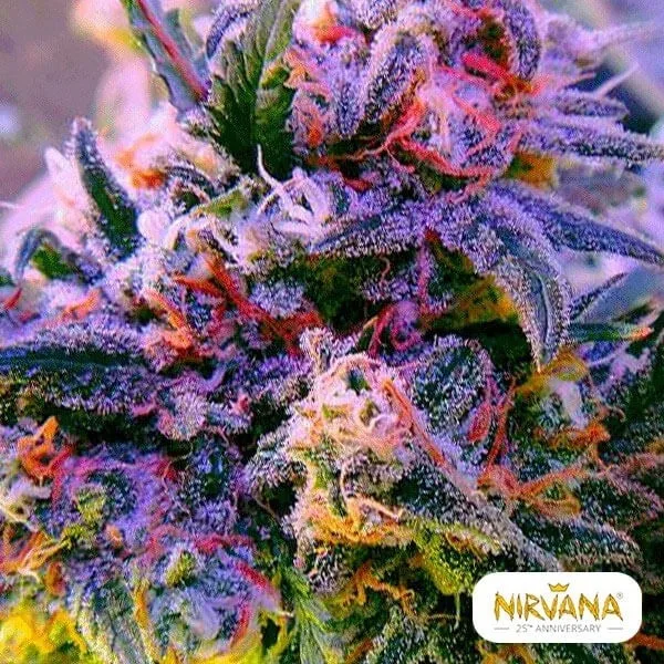 Aurora Indica