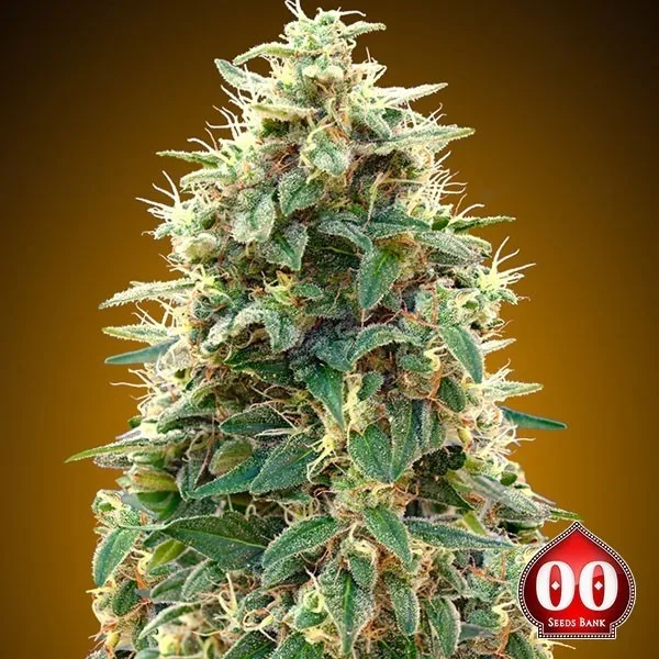 Auto 00 Cheese