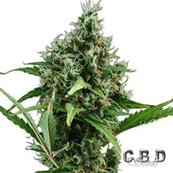 Auto Amnesia 5