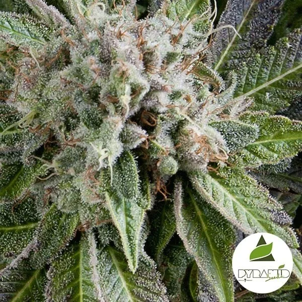 Auto Blue Pyramid