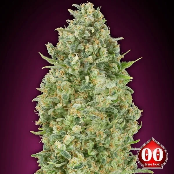 Auto Bubble Gum