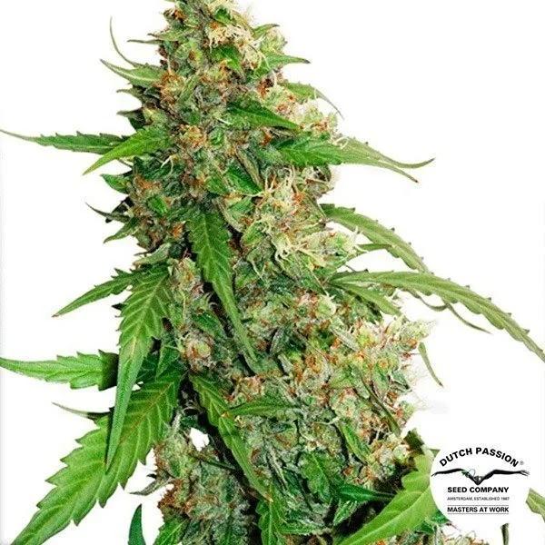 Auto CBD Compassion Lime