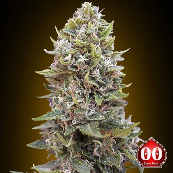 Auto Cheese Berry