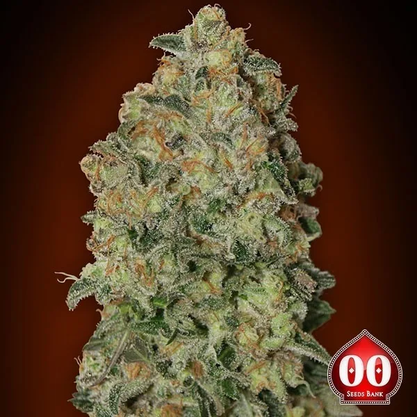 Auto Chocolate Skunk