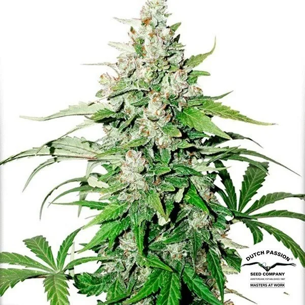 Auto Cinderella Jack