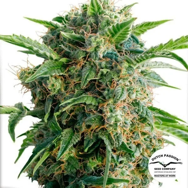 Auto Daiquiri Lime