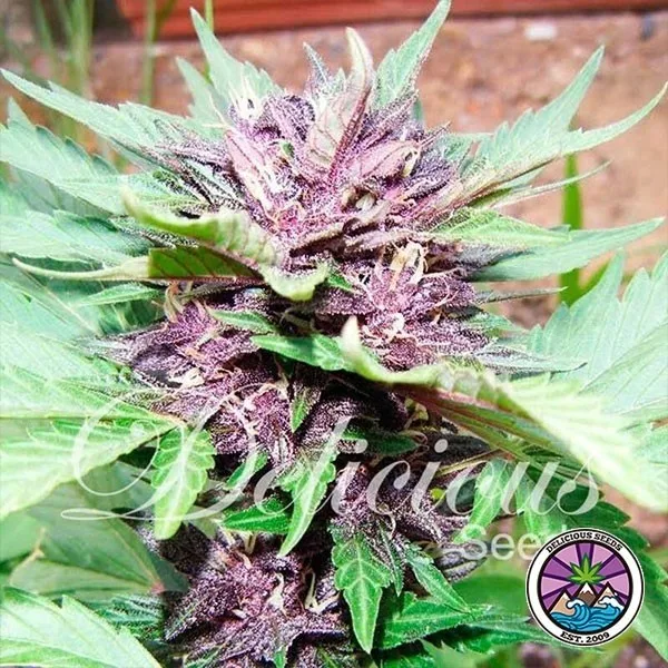 Auto Dark Purple