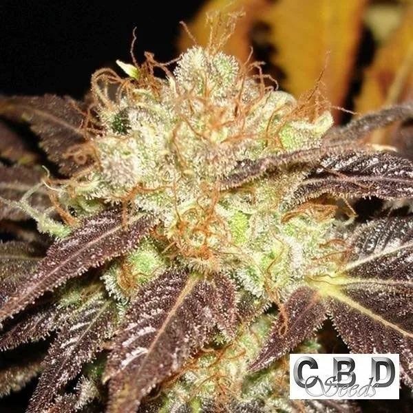 Auto Diesel