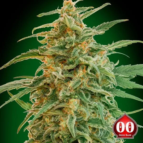 Auto Gorilla