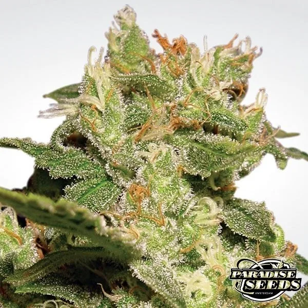 Auto Jack