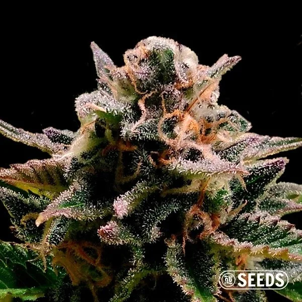 Auto Jack Herer