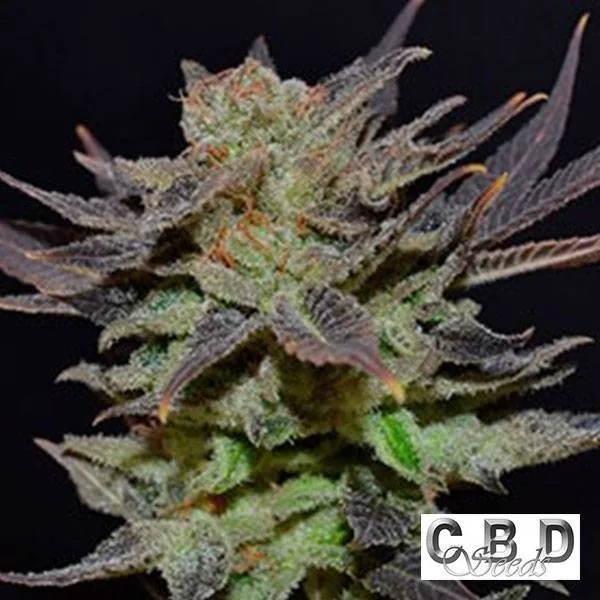 Auto Lavender