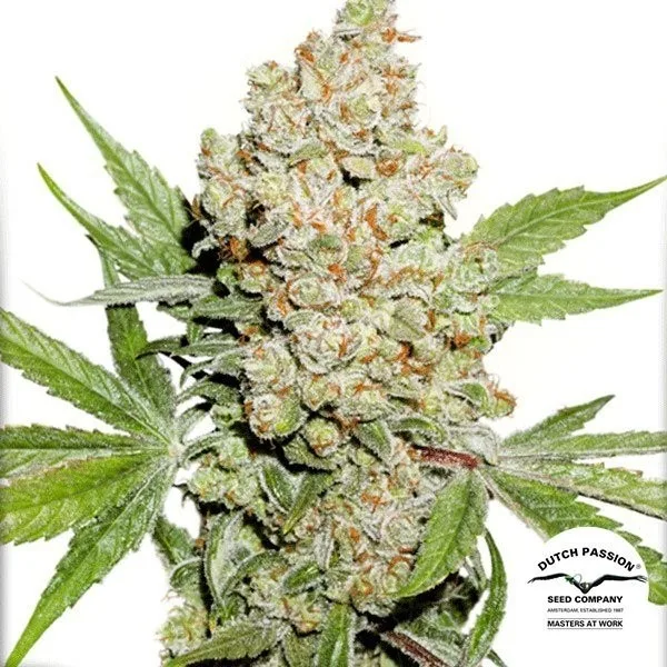 Auto Lemon Kix