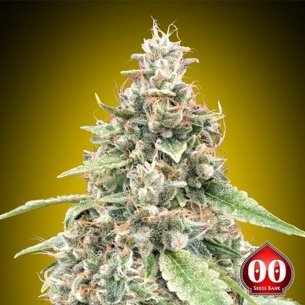 Auto Lemon OG