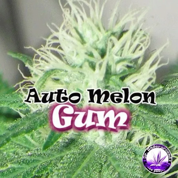 Auto Melon Gum