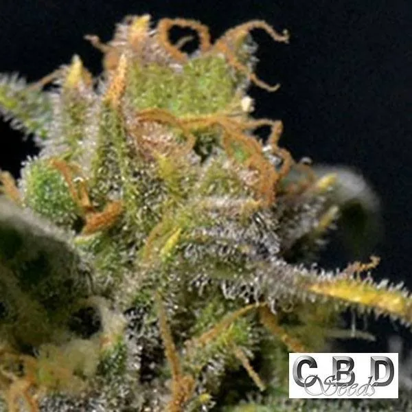 Auto Northern