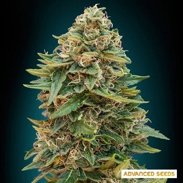 Auto Skunk 47