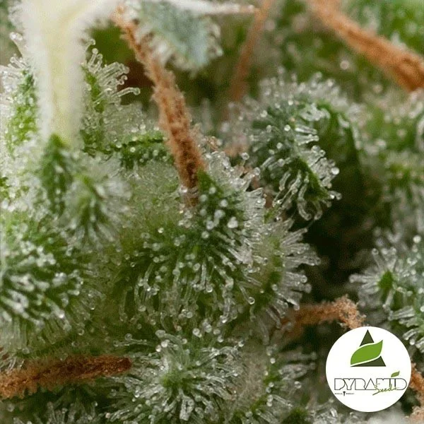 Auto Super Hash