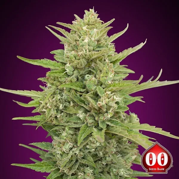 Auto Super Skunk