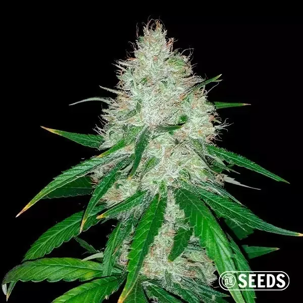 Auto Wedding Cake