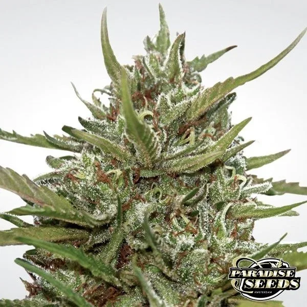 Auto White Berry