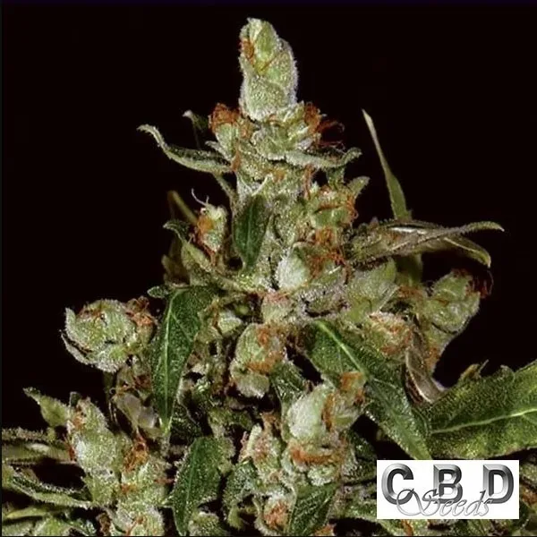 Auto Widow CBD
