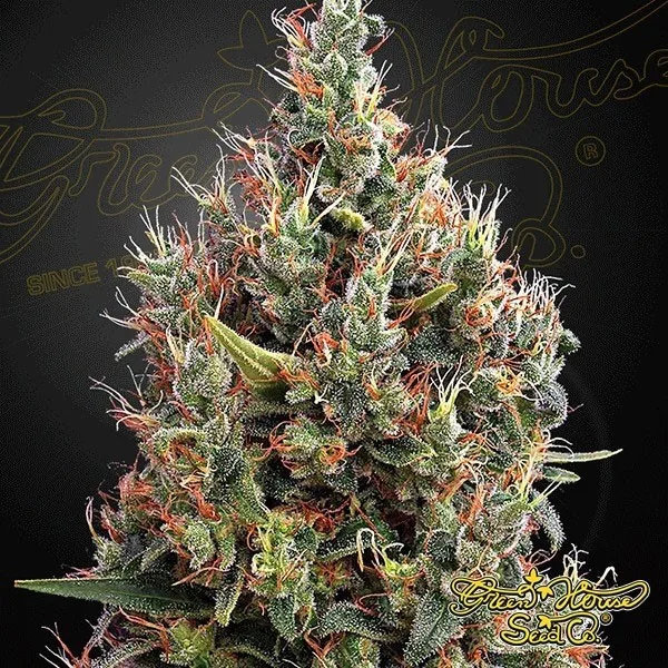 Big Bang Auto