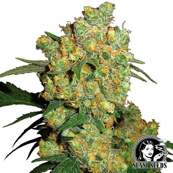 Big Bud regular