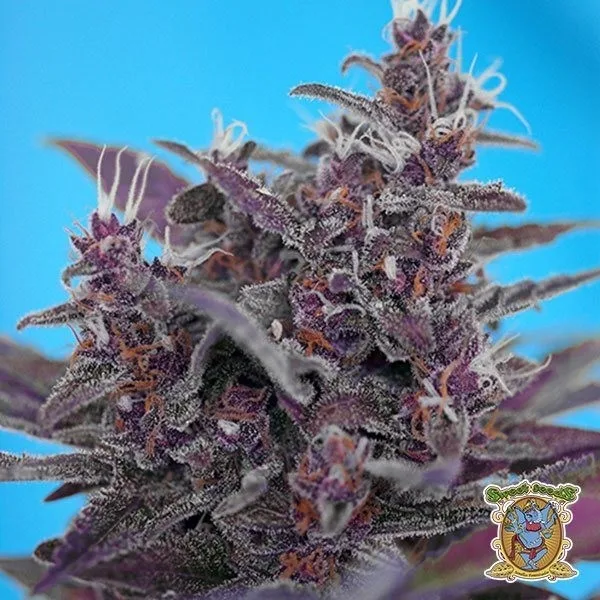 Black Cream Auto