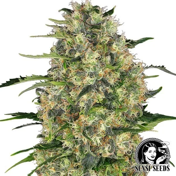 Black Domina regular