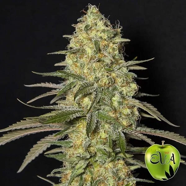 Black Dream