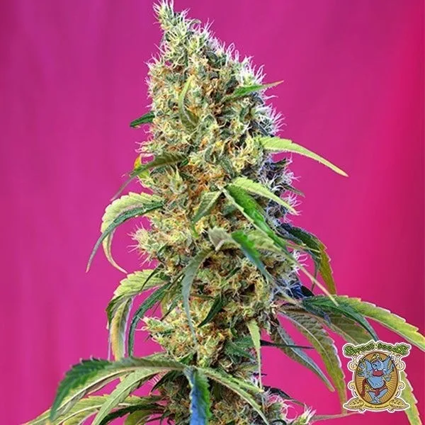 Black Jack CBD