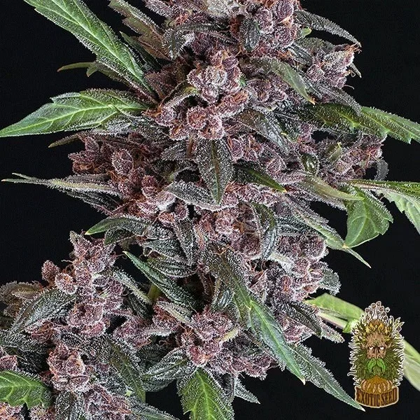 Black Lemon Auto