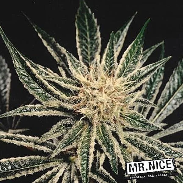 Black Widow Regular Mr Nice